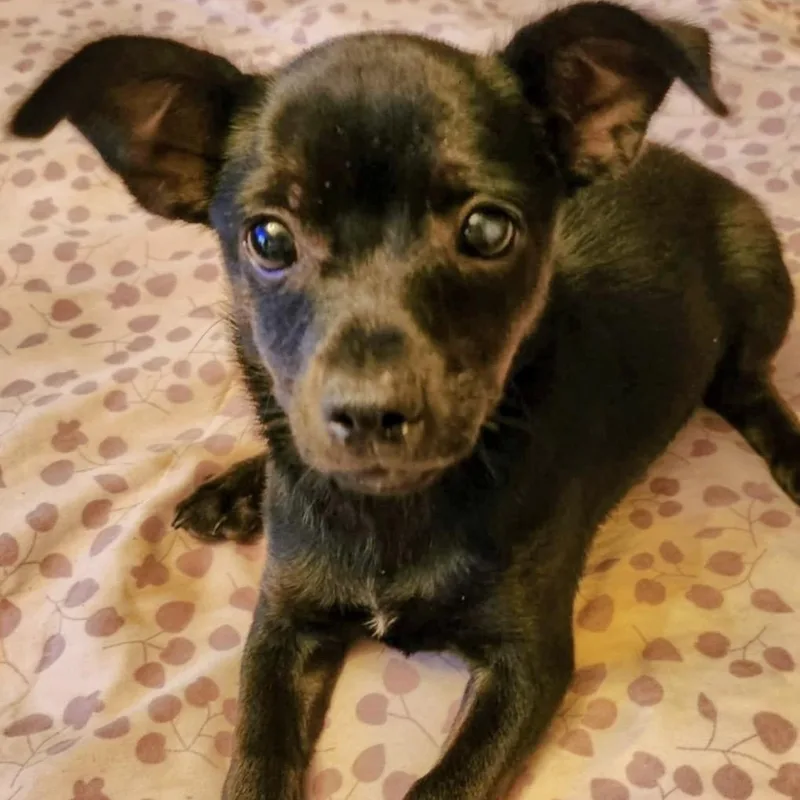 A baby small-sized male Black Chihuahua dog named Diesel for adoption in Hamilton , NJ