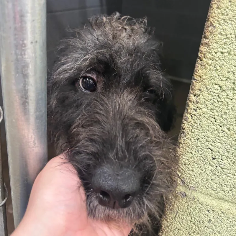 A young small-sized male Black Poodle dog named Noodle for adoption in Corbin, KY