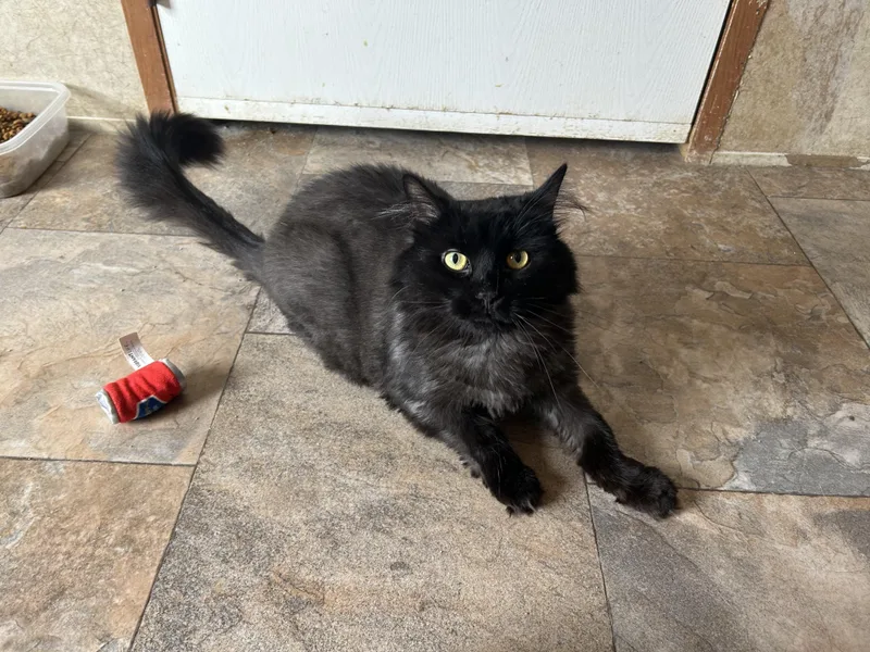 An adult medium-sized female Black Domestic Long Hair cat named Tressy for adoption in La Salle, IL
