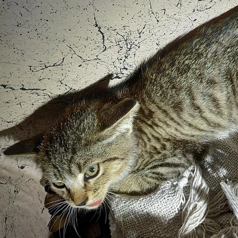 A baby small-sized male Brown / Chocolate Domestic Short Hair cat named IVHSStray for adoption in San Gabriel, CA