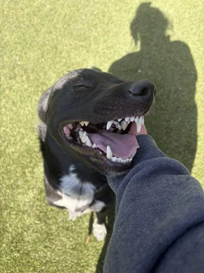 An adult medium-sized male Mixed Breed dog named James for adoption in Lafayette, IN