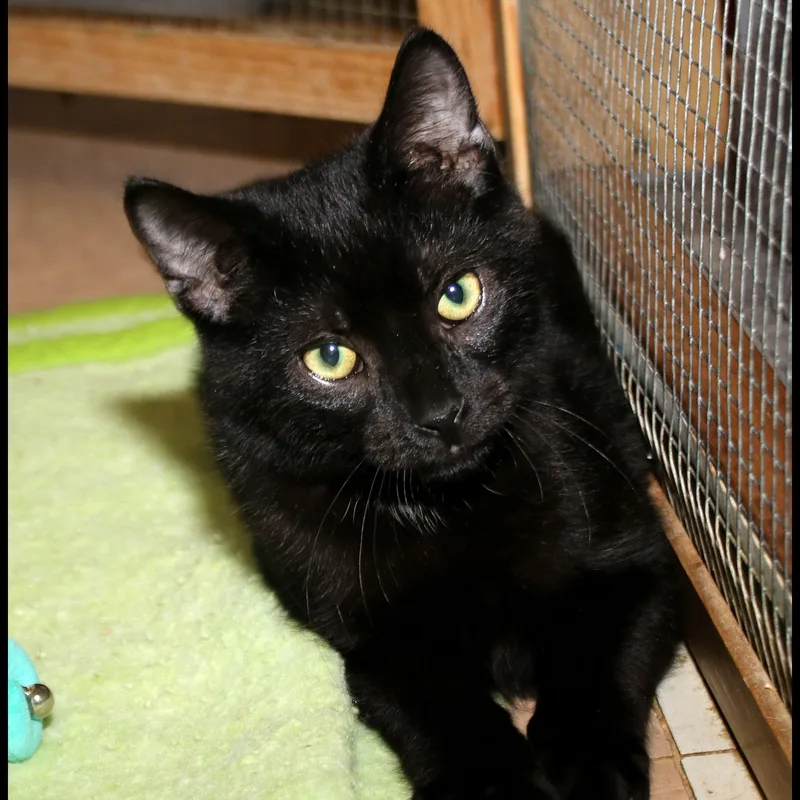 A baby medium-sized male Domestic Short Hair cat named Pugsley for adoption in Shippenville, PA