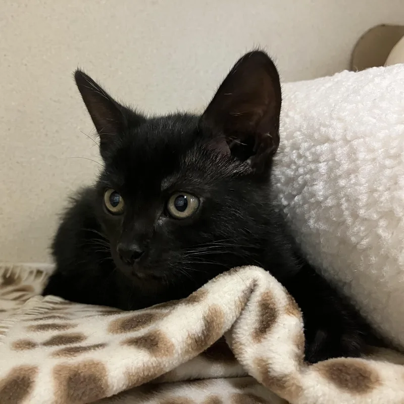 A baby small-sized female Black Domestic Short Hair cat named Aniya  FeLV for adoption in Eatontown, NJ