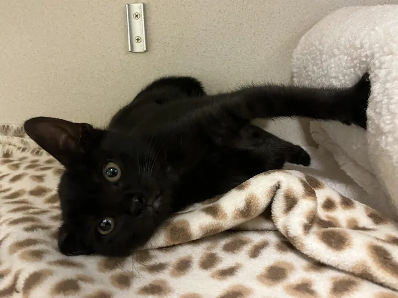 Aniya  FeLV thumbnail 2