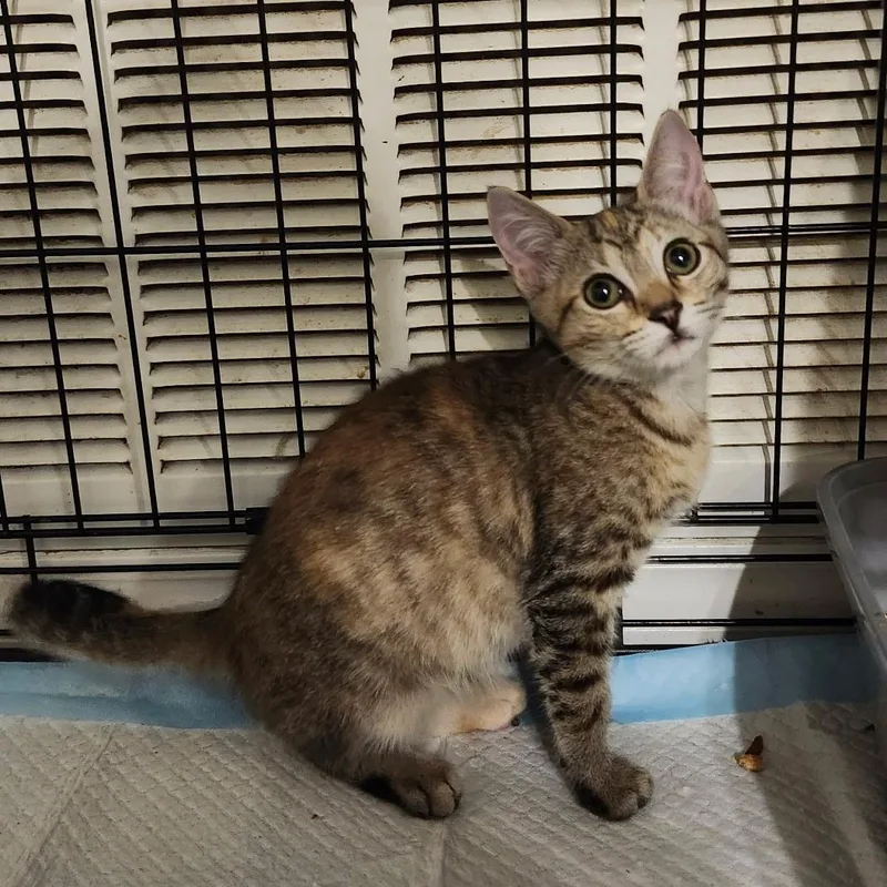 Sweet potato