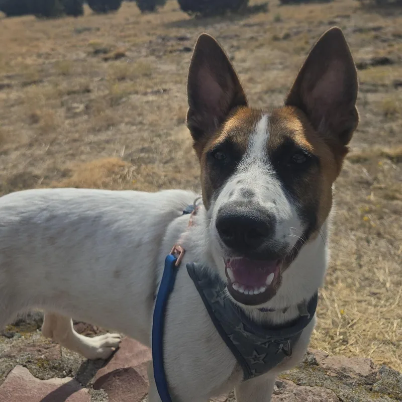 A baby medium-sized female Husky dog named Bo Peep for adoption in rowland heights, CA