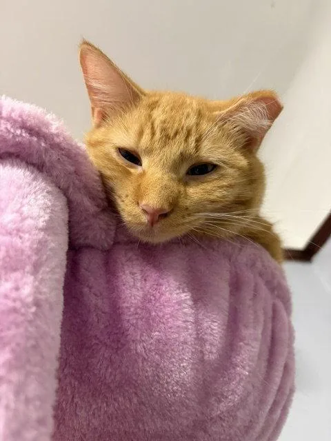 An adult medium-sized male Tabby cat named West for adoption in Chicago, IL