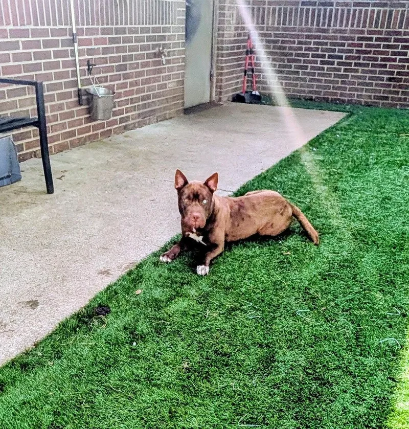 A young medium-sized male Terrier dog named Roomba for adoption in Mount Juliet, TN