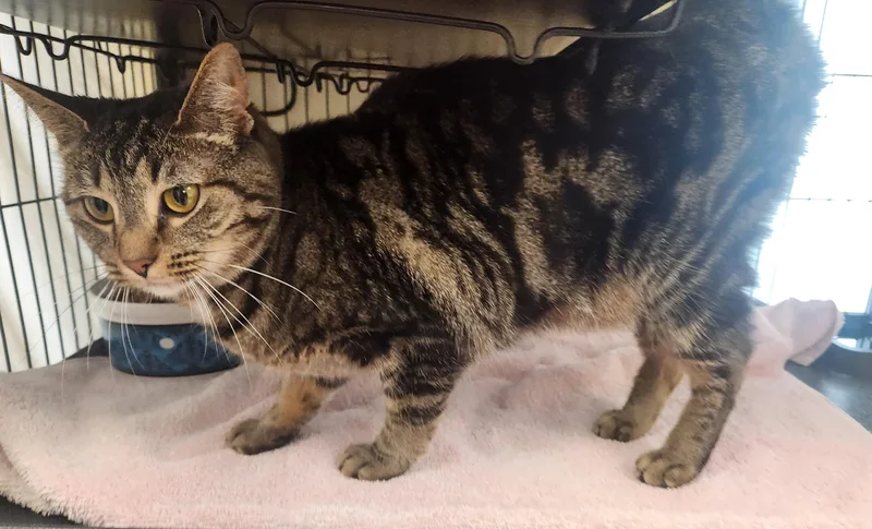 A young medium-sized female Tabby (Brown / Chocolate) Domestic Short Hair cat named Faelyn for adoption in Clayton, NJ