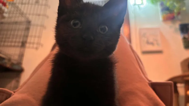 A baby medium-sized female Black Domestic Short Hair cat named Frick for adoption in Buffalo, NY