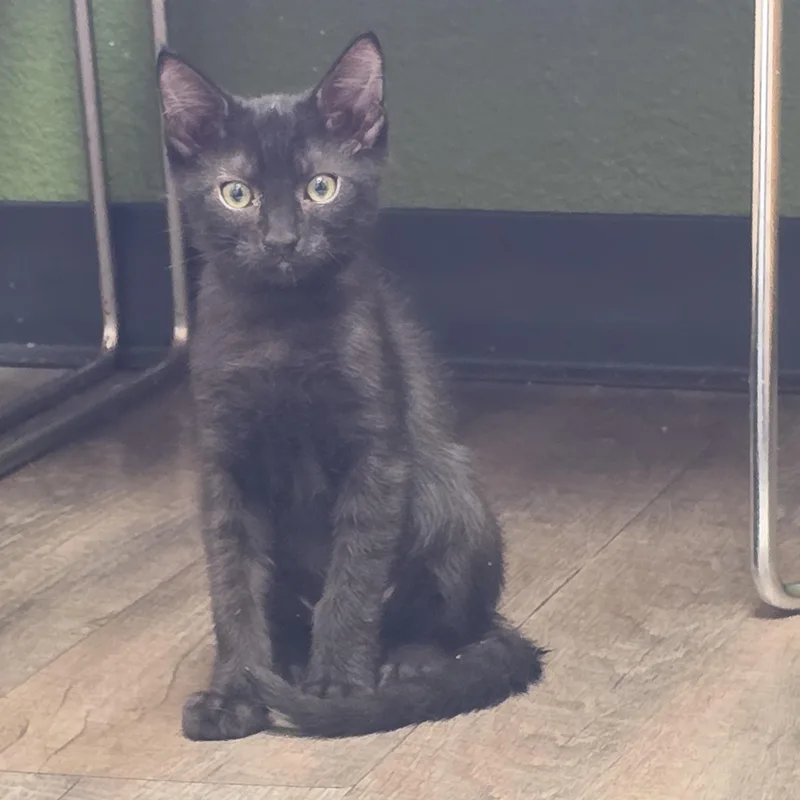 A young medium-sized male Black Domestic Short Hair cat named Charlie for adoption in Mission Viejo, CA