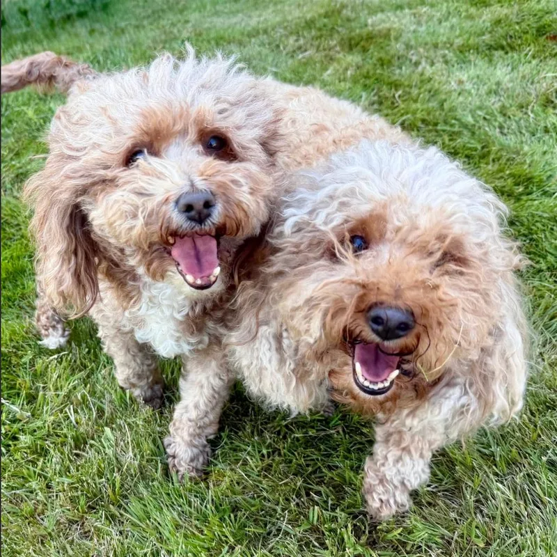 A baby small-sized female Apricot / Beige Miniature Poodle dog named Tulip for adoption in Bellingham, WA