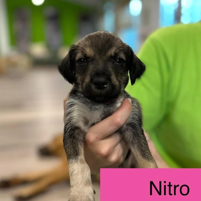 A baby medium-sized female Black Cattle Dog named Nitro for adoption in Tampa, FL