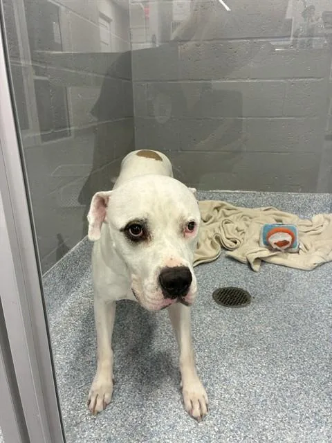An adult large-sized male Mixed Breed dog named Ton Ton for adoption in Palmetto, FL