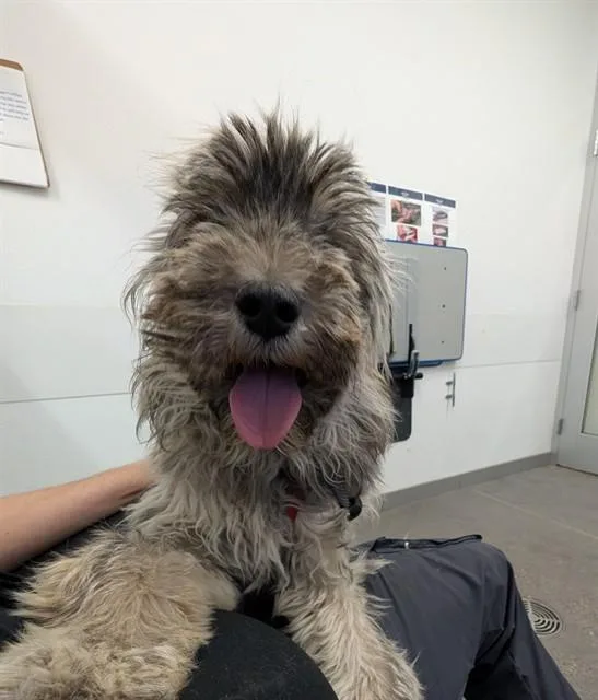 A young medium-sized female Wheaten Terrier dog named Misty Lynn for adoption in Mesa, AZ