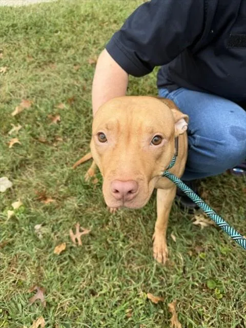 A young medium-sized female Pit Bull Terrier dog named Eunice for adoption in Derwood, MD
