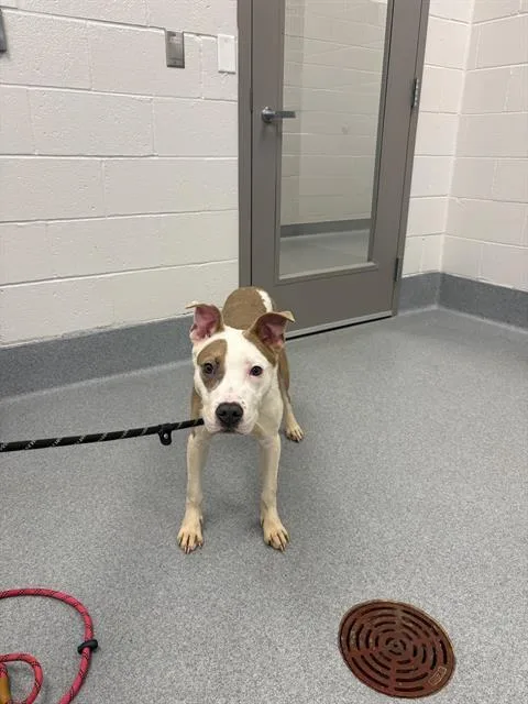 A young medium-sized male Pit Bull Terrier dog named Luca for adoption in Indianapolis, IN