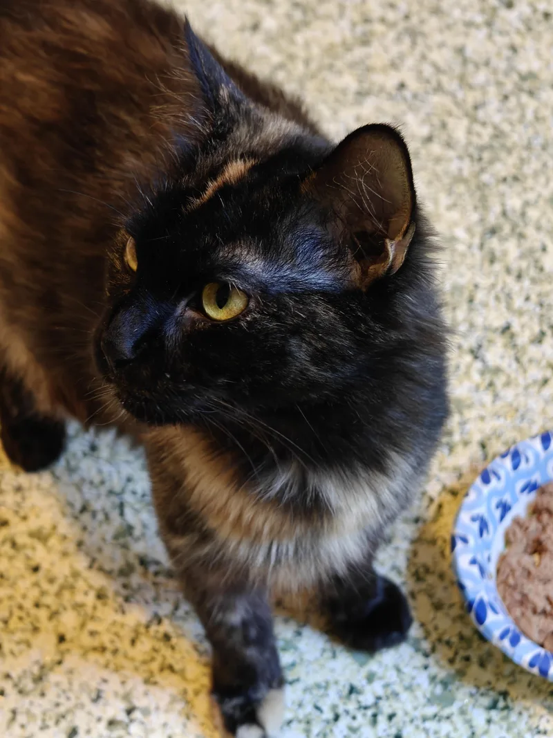 An adult medium-sized female Tortoiseshell Domestic Medium Hair cat named O'keefe for adoption in New Britain, CT