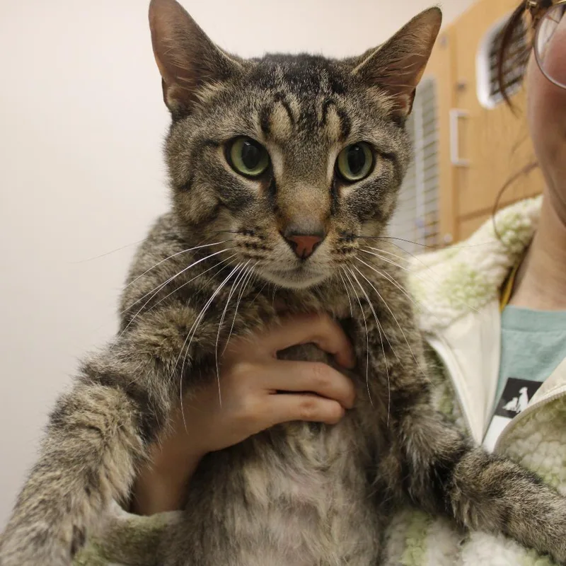 An adult large-sized male Brown / Chocolate Domestic Short Hair cat named Rc for adoption in Champaign, IL