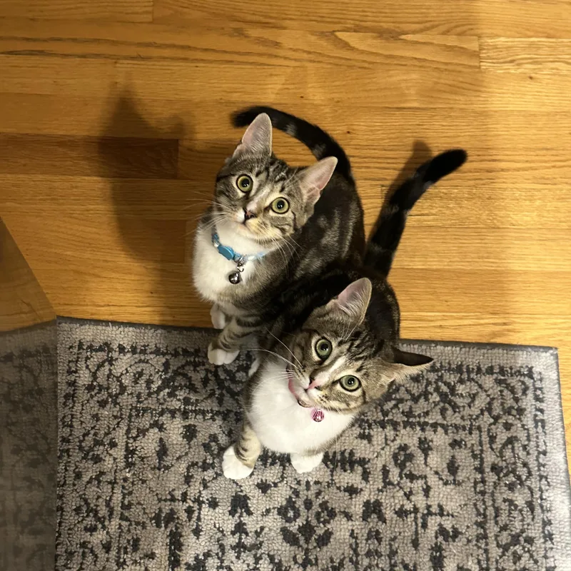 A young small-sized female Tabby (Buff / Tan / Fawn) Domestic Short Hair cat named Mckenzie & Harper for adoption in Canton, MA