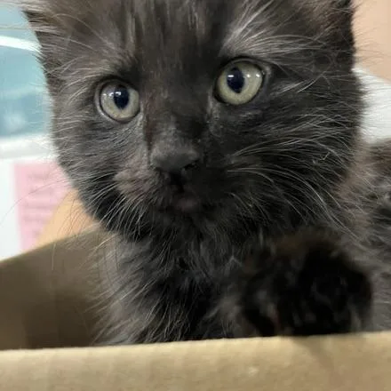 A baby small-sized male Black Domestic Long Hair cat named Clyde for adoption in Wappingers Falls, NY