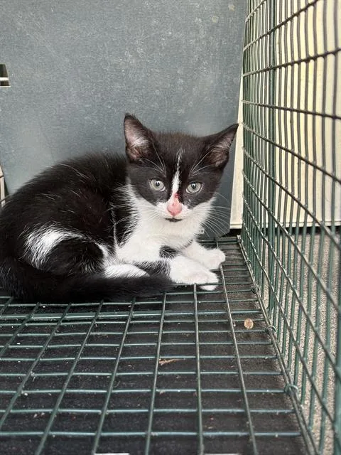 A baby small-sized female Domestic Short Hair cat named Squishy for adoption in Pearland, TX