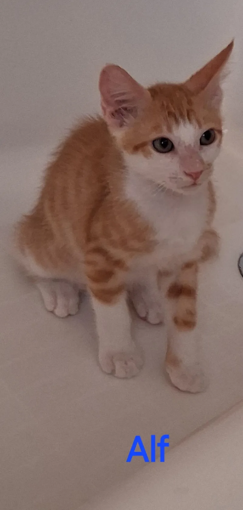 A baby medium-sized male Orange & White Domestic Short Hair cat named Alf for adoption in Oviedo, FL