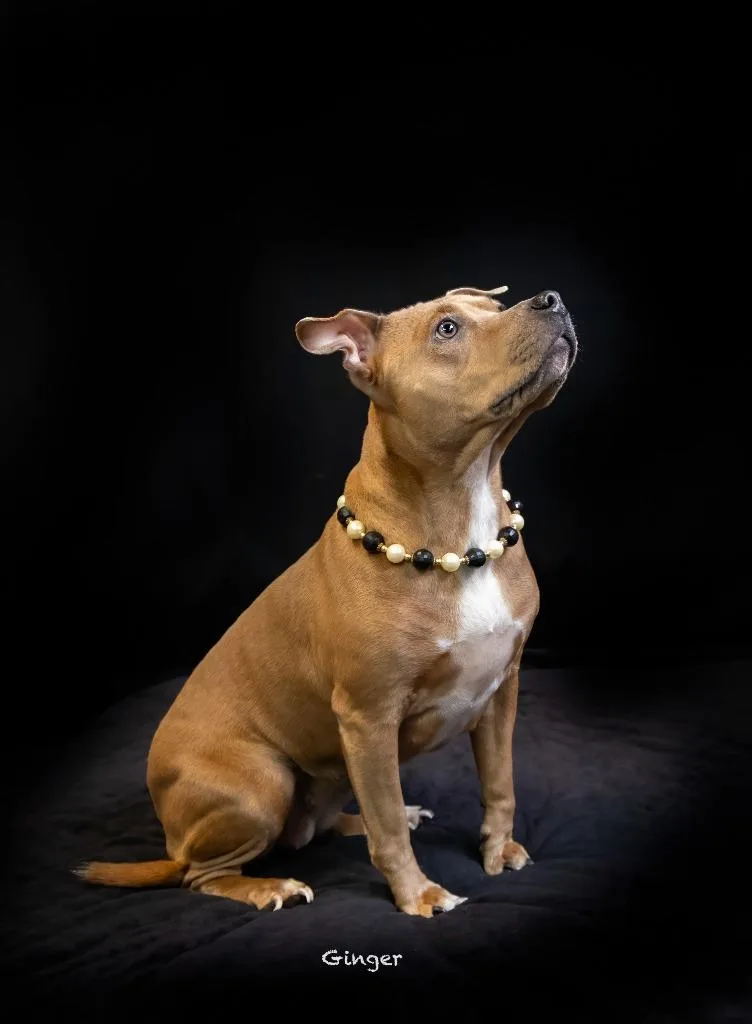 A young medium-sized female Mixed Breed dog named Ginger for adoption in Hot Springs Village, AR