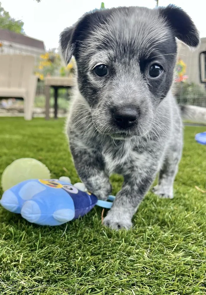 A baby medium-sized female Australian Cattle Dog / Blue Heeler dog named Chinese Takeout Litter for adoption in Columbus, OH
