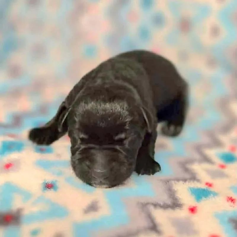 Astro