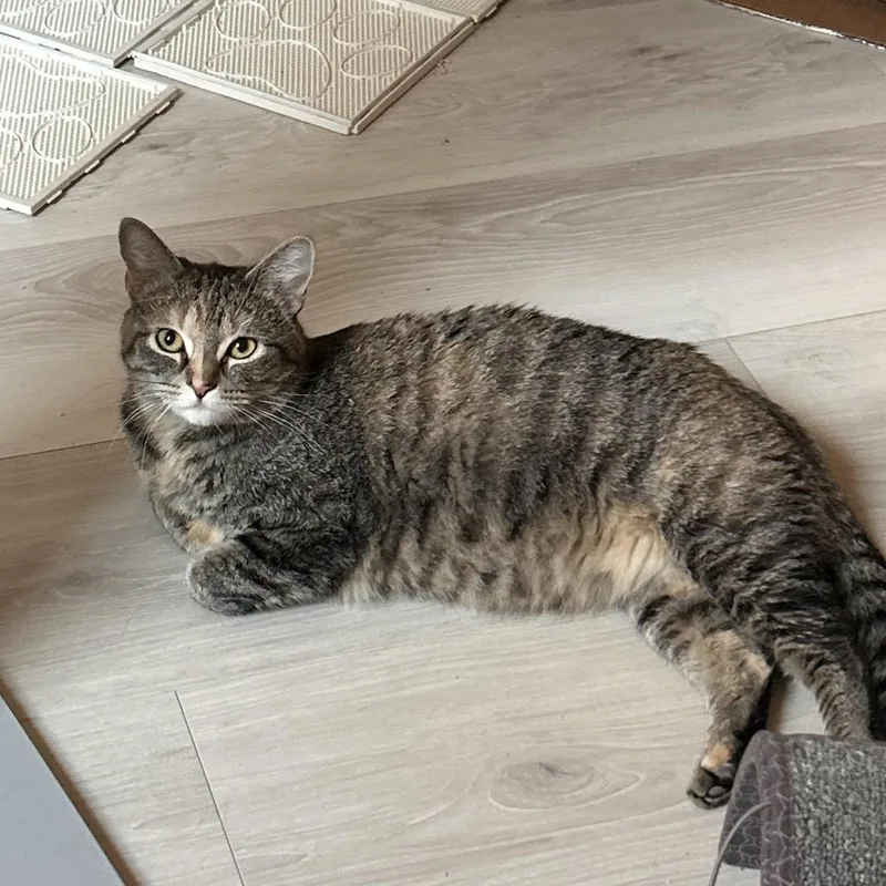 A young medium-sized female Torbie Domestic Short Hair cat named Opaline for adoption in Las Vegas, NV