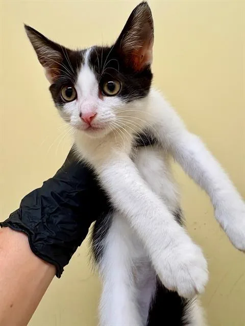 A baby small-sized female Domestic Short Hair cat named Cookie for adoption in Tustin, CA