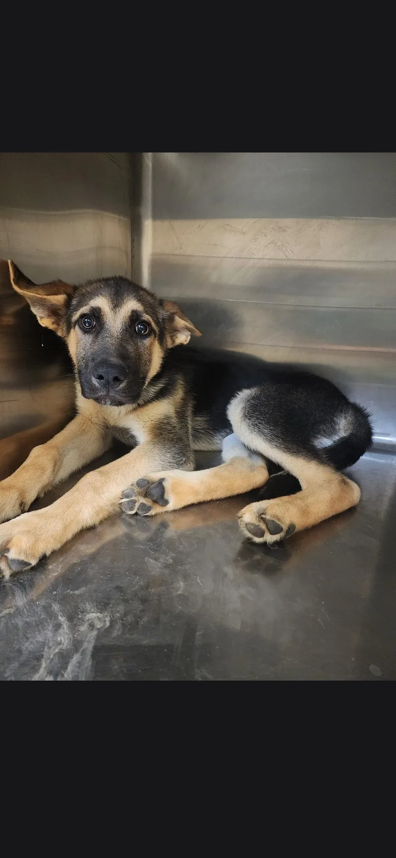 A baby medium-sized male German Shepherd Dog dog named Dobby for adoption in Centreville, VA
