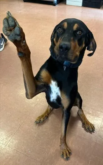 An adult large-sized male Black Coonhound dog named Gus for adoption in Rapid City, SD