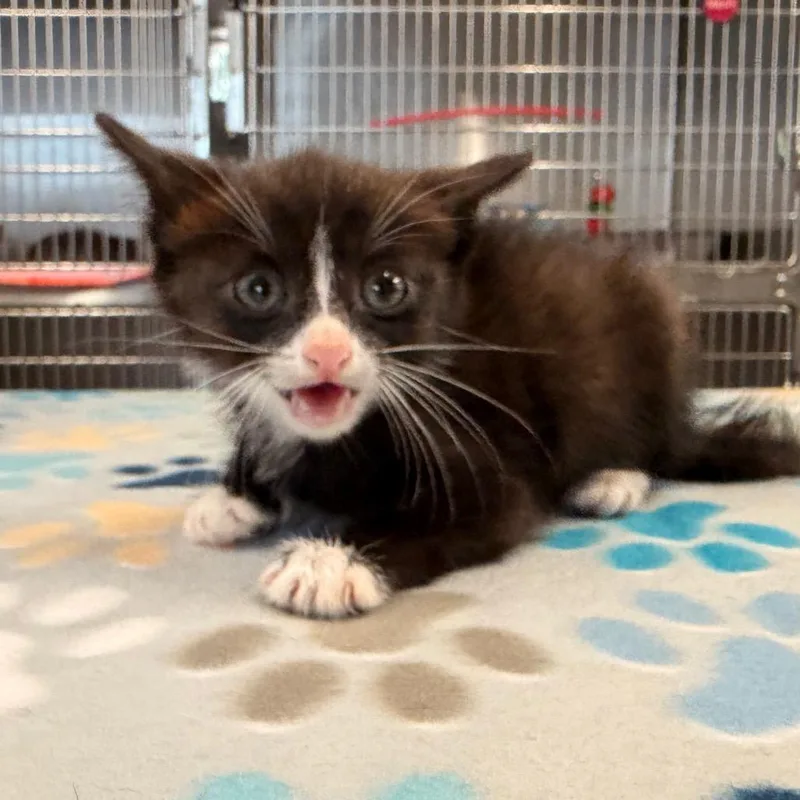 A baby small-sized male Black Domestic Short Hair cat named Peter for adoption in Evensville, TN
