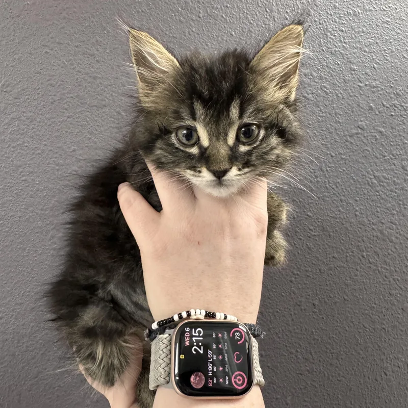 A baby medium-sized female Tabby cat named Basil for adoption in Henderson, NV