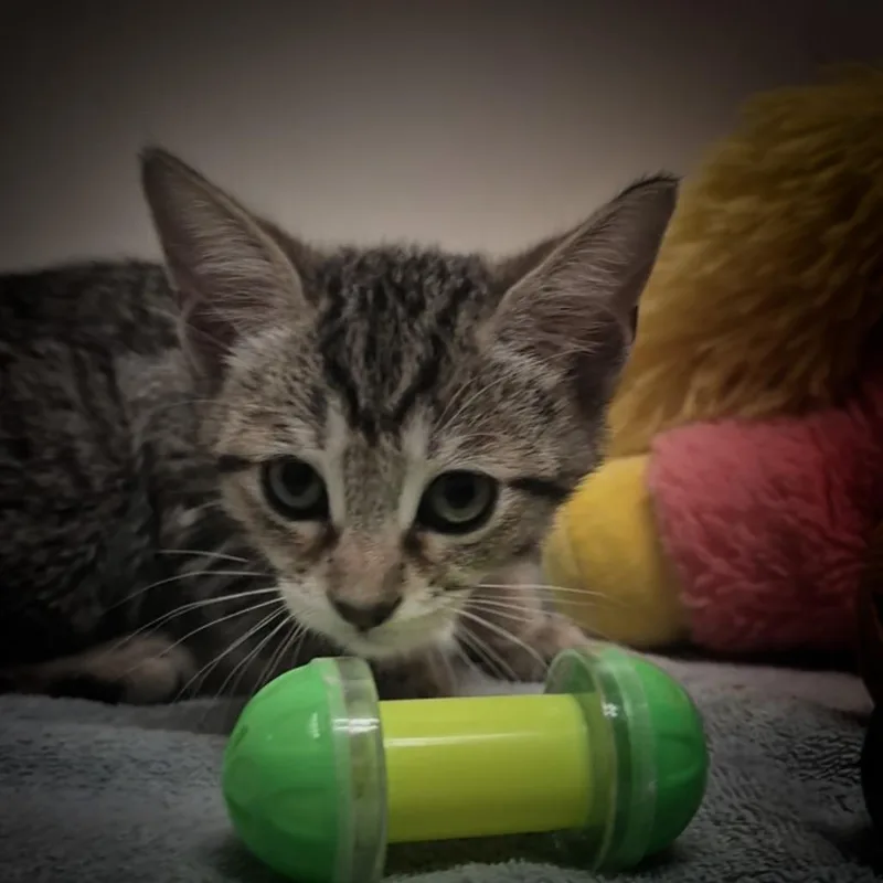 A baby small-sized female Brown / Chocolate Domestic Short Hair cat named Zahra for adoption in Upland, CA