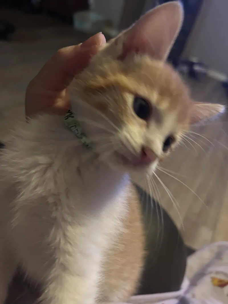 Shamrock thumbnail 2