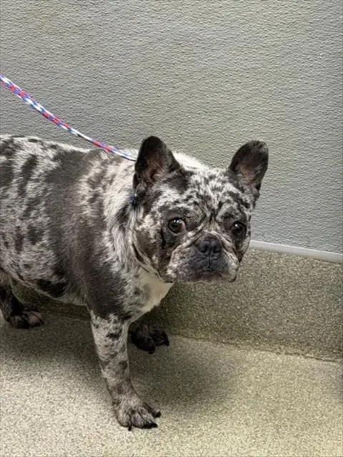A young medium-sized female French Bulldog dog named Masha for adoption in Las Vegas, NV