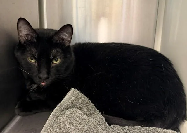 An adult medium-sized male Domestic Short Hair cat named Timon for adoption in Brighton, CO
