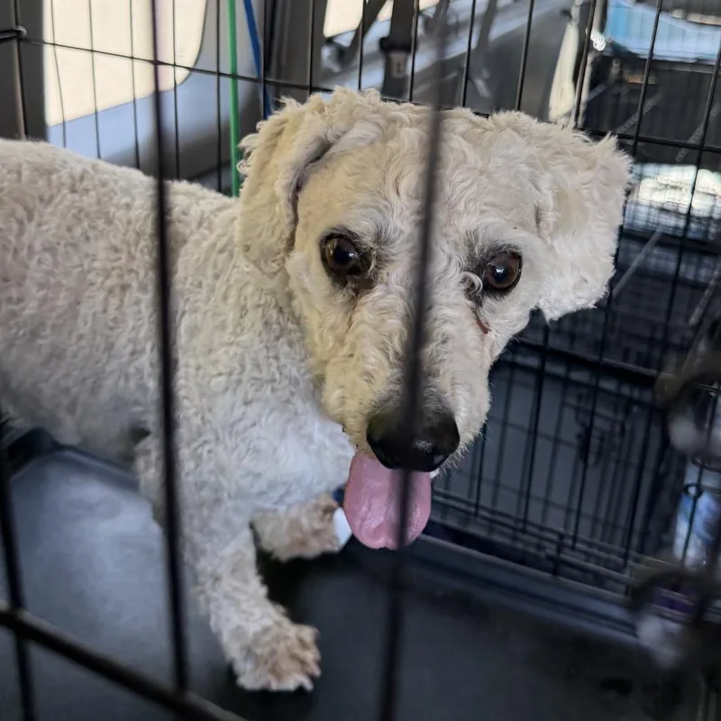 An adult small-sized male White / Cream Bichon Frise dog named Bj for adoption in Peyton, CO