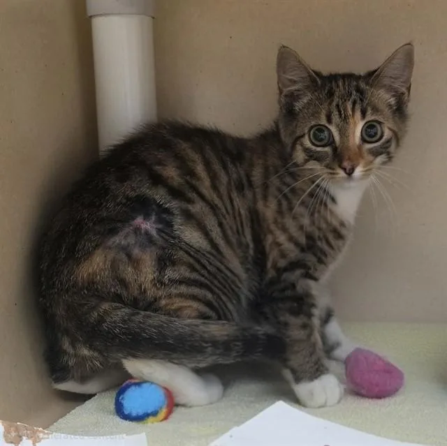 A baby small-sized female Domestic Short Hair cat named June for adoption in Lincolnton, NC
