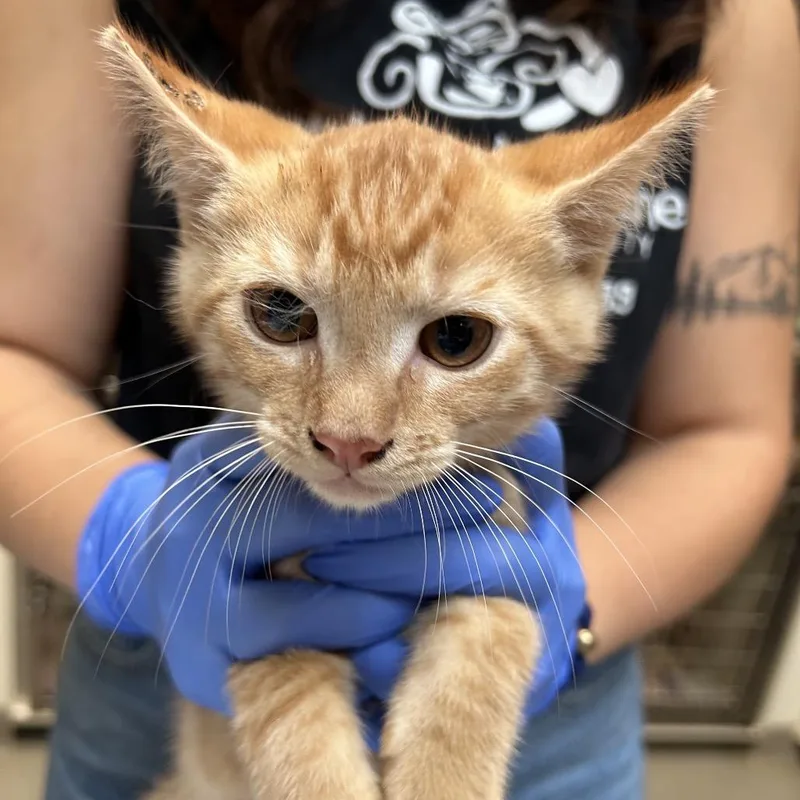 A baby small-sized male Orange / Red Domestic Short Hair cat named Chet for adoption in Lynchburg, VA