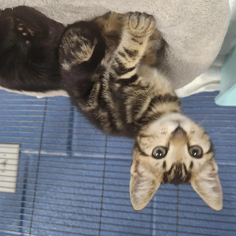 A baby medium-sized female Tabby (Brown / Chocolate) Domestic Short Hair cat named United for adoption in Charleston, SC