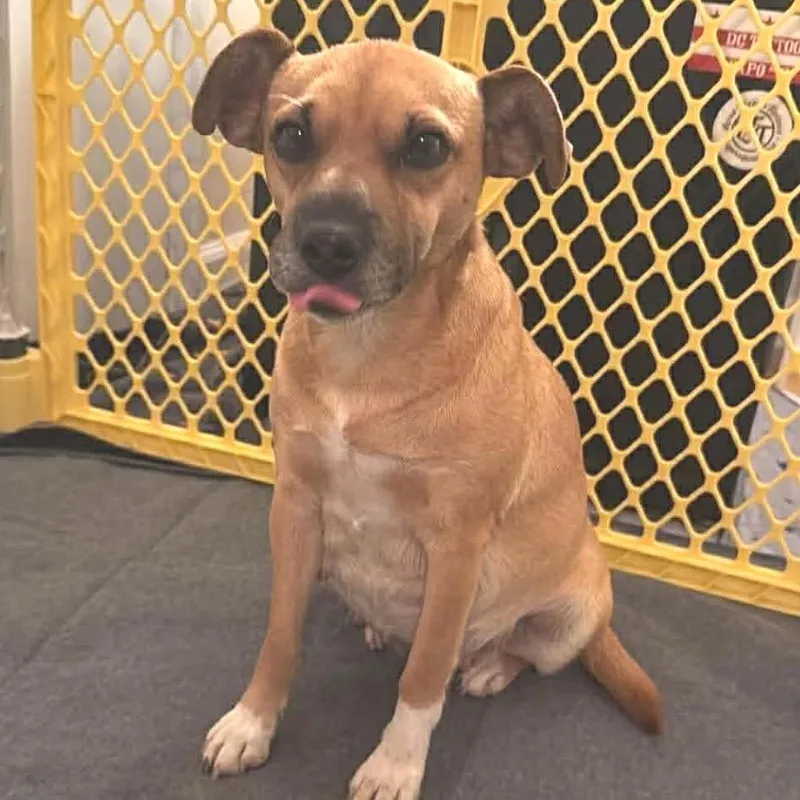 Wilhelmina thumbnail 2