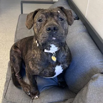 An adult large-sized female Brindle Mixed Breed dog named Peach for adoption in Lansing, MI