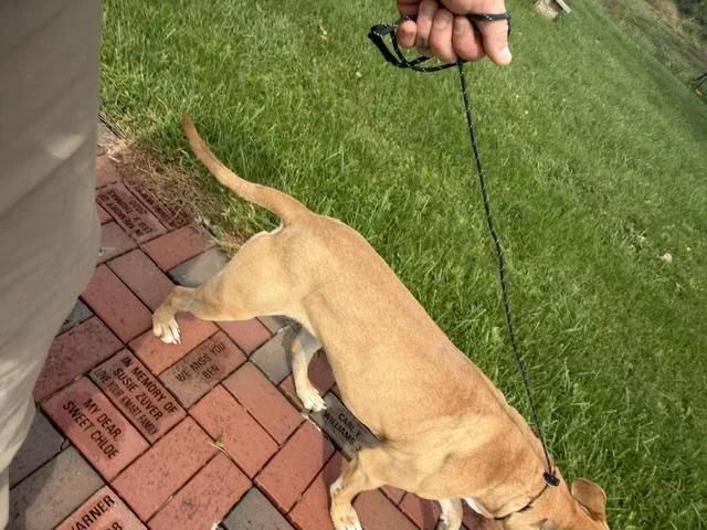 A young medium-sized male Pit Bull Terrier dog named William for adoption in Bryan, OH