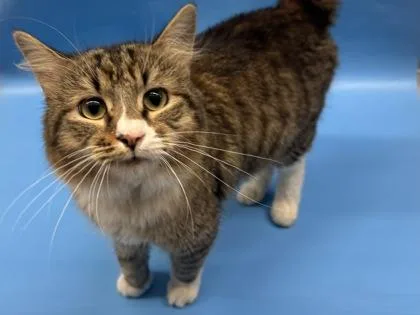 An adult small-sized male Domestic Medium Hair cat named Cinnamon for adoption in Golden Valley, MN