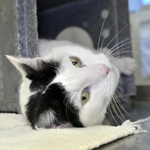 An adult small-sized female Domestic Short Hair cat named Scout for adoption in Austin, TX
