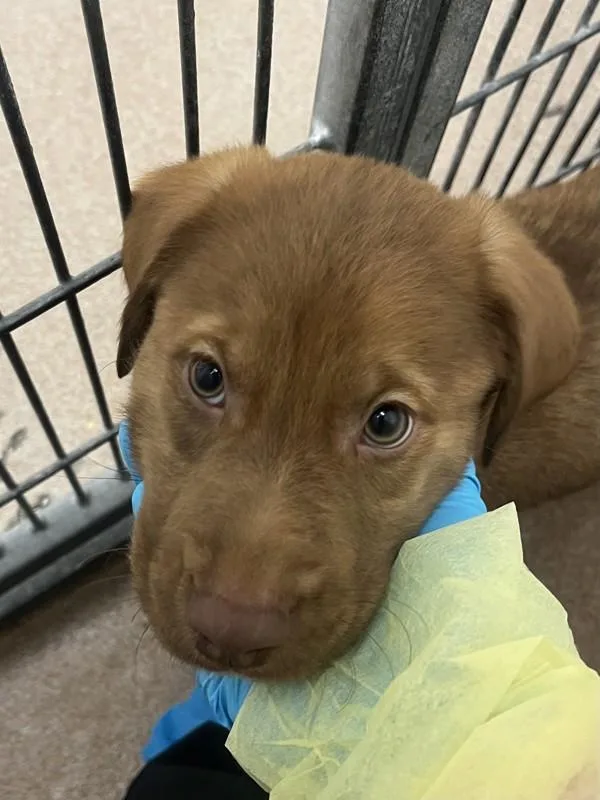 A baby small-sized male Labrador Retriever dog named Ceres for adoption in Healdsburg, CA